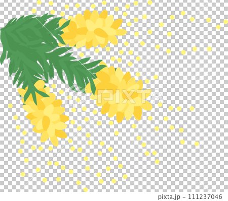 スギ花粉_花粉を撒き散らす杉の花_3房 111237046