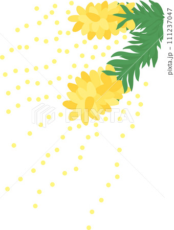 スギ花粉_花粉を撒き散らす杉の花_2房 スギ花粉_花粉を撒き散らす杉の花_2房 111237047