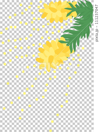 スギ花粉_花粉を撒き散らす杉の花_2房 スギ花粉_花粉を撒き散らす杉の花_2房 111237047