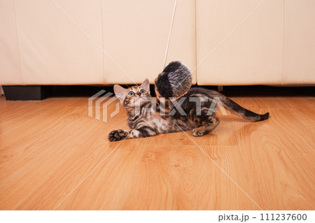 Brown little Bengali leopard tiger kitten play in the apartment 111237600