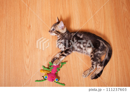 Brown little Bengali leopard tiger kitten play in the apartment Brown little Bengali leopard tiger kitten play in the apartment 111237603