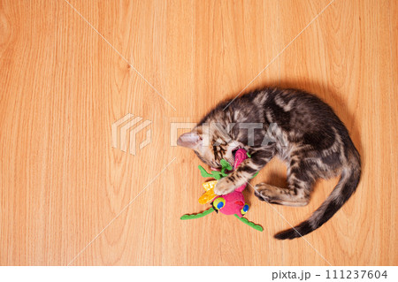 Brown little Bengali leopard tiger kitten play in the apartment Brown little Bengali leopard tiger kitten play in the apartment 111237604