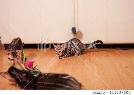 Brown little Bengali leopard tiger kittens play in the apartment 111237606