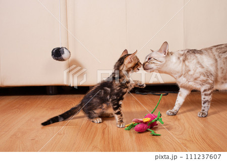 A little brown tiger kitten and his white Bengali mother A little brown tiger kitten and his white Bengali mother 111237607
