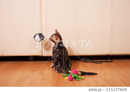 A small brown leopard tiger bengal kitten plays with a black and white ball A small brown leopard tiger bengal kitten plays with a black and white ball 111237608