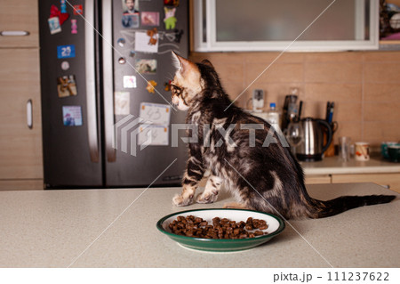 A small brown leopard-beige Bengal kitten sits on a beige bar table 111237622