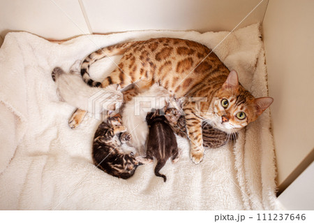 A Bengal leopard cat lies on a beige plaid with small kittens 111237646