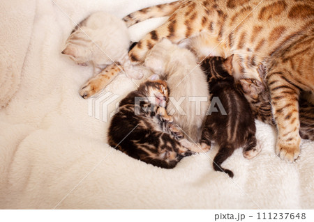 A Bengal leopard cat lies on a beige plaid with small kittens 111237648