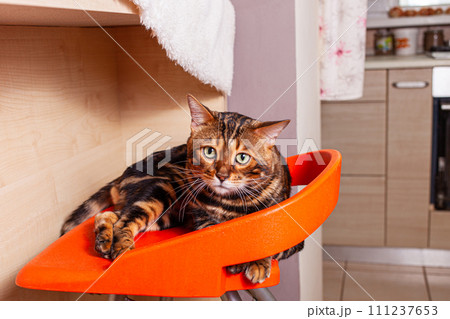 A beautiful Bengal cat lies on an orange bar stool 111237653
