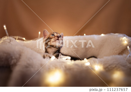 charming blue-eyed Bengal kitten on a white knitted background 111237657