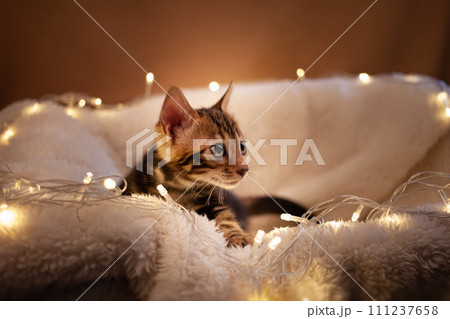 charming blue-eyed Bengal kitten on a white knitted background 111237658