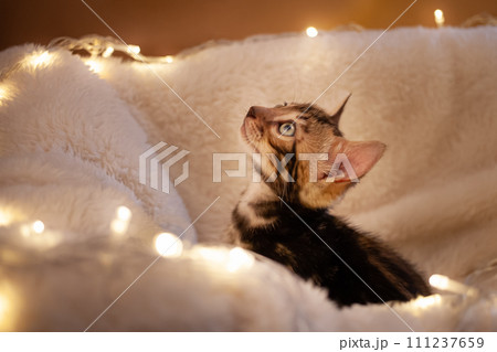 charming blue-eyed Bengal kitten on a white knitted background 111237659