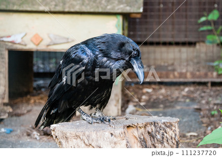 Beautiful black crows sit on a stump 111237720