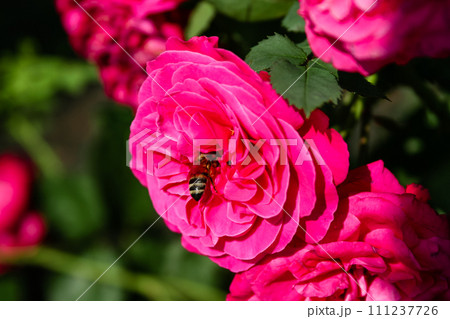 Flowering summer rose in bud 111237726