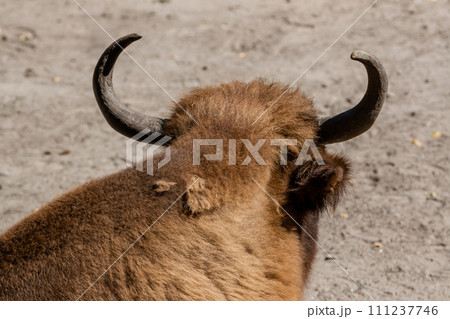 Buffalo head close-up 111237746