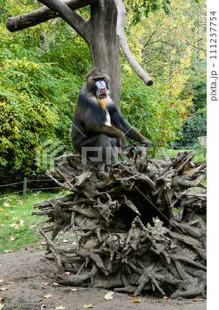 Monkey Mandrill sits on a tree 111237754