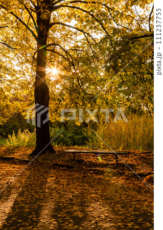 Autumn sunny alley in the leaves, through the trees the sun breaks through 111237755