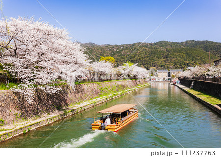 春の京都　疏水の桜景 111237763