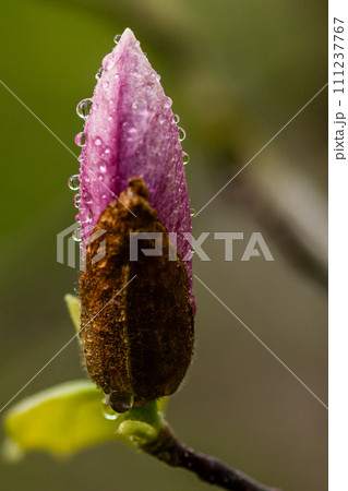 Macro blooming magnolia on a  branch 111237767