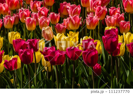 Spring field of colorful tulips Spring field of colorful tulips 111237770