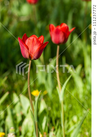 Macro of red tulips on a background of green grass 111237772