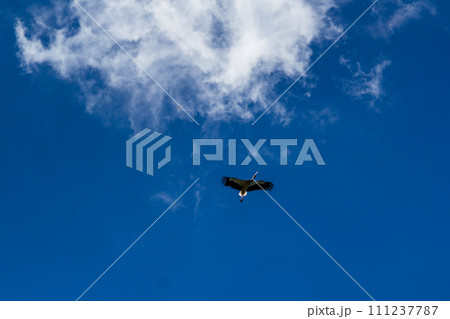 Stork soaring in the blue sky with white clouds Stork soaring in the blue sky with white clouds 111237787