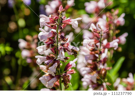Beautiful flowers on which the bee sits Beautiful flowers on which the bee sits 111237790