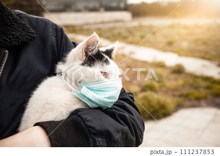 A black and white cat in a medical mask walks on the street A black and white cat in a medical mask walks on the street 111237853