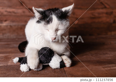 Cat and a plush dog. The cat loves its stuffed toy. 111237856