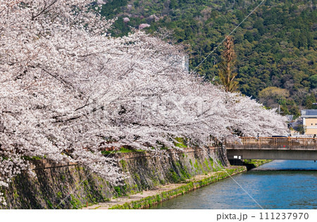 春の京都 疏水の桜景 春の京都 疏水の桜景 111237970