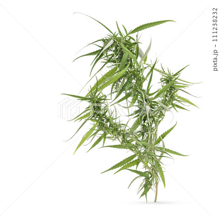 Marijuana trees for medical use are used separately isolated on white background 111238232