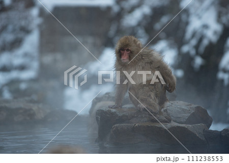 温泉に入るニホンザル 温泉に入るニホンザル 111238553