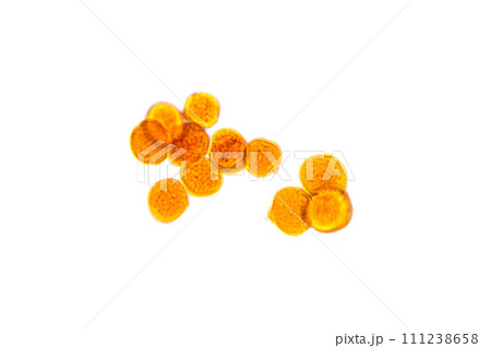 Pollen under the light microscope, whole mount, 80X light micrograph. Magnified ungerminated apple pollen grains, a fine, coarse powdery substance, in this stadium called microspore or mother cell. Pollen under the light microscope, whole mount, 80X light micrograph. Magnified ungerminated apple pollen grains, a fine, coarse powdery substance, in this stadium called microspore or mother cell. 111238658