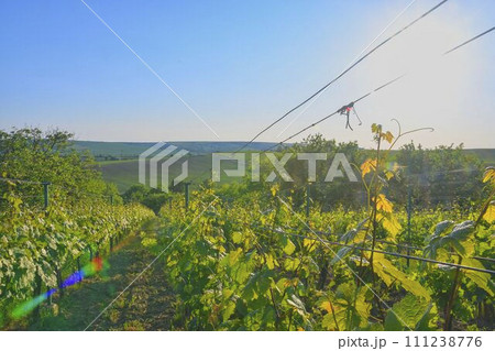 Wineyard at spring. Sun flare. Vineyard landscape. Vineyard rows at South Moravia, Czech Republic 111238776