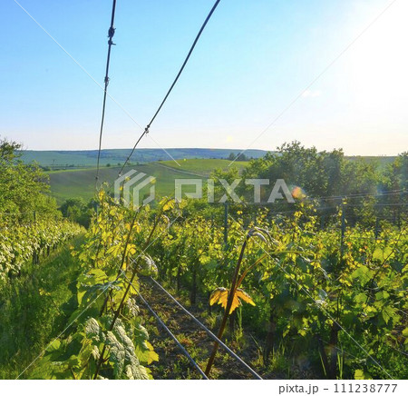 Wineyard at spring. Sun flare. Vineyard landscape. Vineyard rows at South Moravia, Czech Republic 111238777