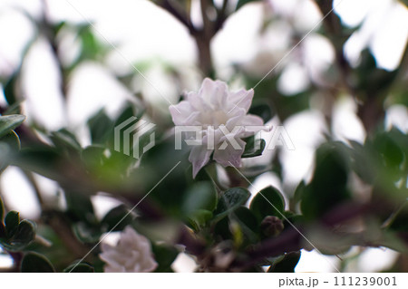 八重咲白鳥花の花アップ 111239001