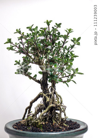 八重咲白鳥花の盆栽 111239003