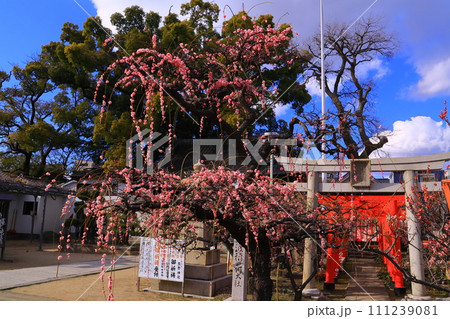 熊野神社(兵庫県尼崎市西難波町) 緋の司枝垂梅が咲く 熊野神社(兵庫県尼崎市西難波町) 緋の司枝垂梅が咲く 111239081