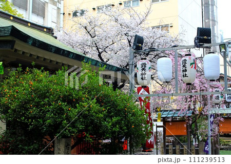 露天神社と桜 露天神社と桜 111239513