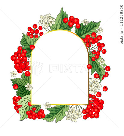 Viburnum rowan red berry vector frame rustic floral bouquet illustration Viburnum rowan red berry vector frame rustic floral bouquet illustration 111239850