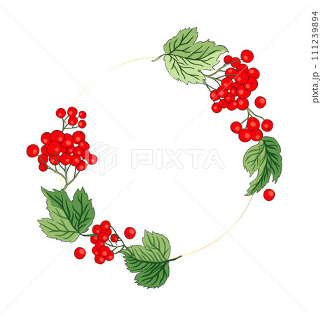 Viburnum rowan circle round red berry vector frame rustic floral bouquet illustration 111239894