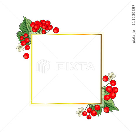 Viburnum rowan red berry vector frame rustic floral bouquet illustration Viburnum rowan red berry vector frame rustic floral bouquet illustration 111239897