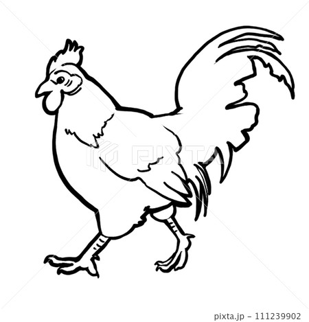 An adult domestic rooster is walking. Linear vector drawing. For printing on products, advertising veterinary hospitals, farms. For printing on pet products. Images of animals in graphics. Happy pets. 111239902