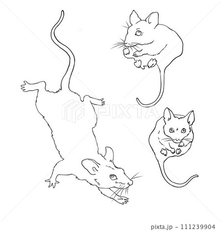Set of three mice with long tails. Linear sketch in vector. For design and printing of product packaging for rodents and small animals. For advertising veterinary clinics and pet stores. 111239904
