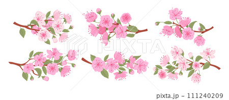 Sakura blooming branches. Spring japanese cherry tree, sakura flowers and buds flat vector illustration set. Traditional asian blooming branch collection Sakura blooming branches. Spring japanese cherry tree, sakura flowers and buds flat vector illustration set. Traditional asian blooming branch collection 111240209
