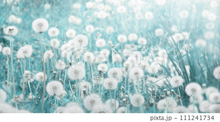 Green field with white dandelions Green field with white dandelions 111241734