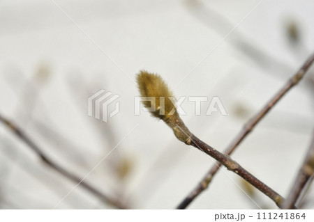 Star magnolia 111241864