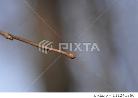 Small-leaved lime 111241866
