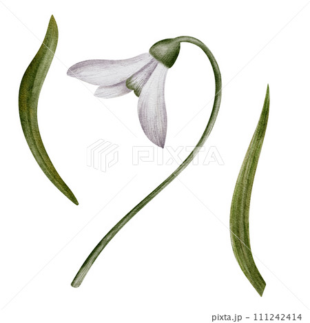 Snowdrop watercolor hand drawn flower and green leaves. Collection of spring flowers Galanthus. Concept spring, primrose, easter, botanical illustration. clipart for cards, textiles, templates 111242414