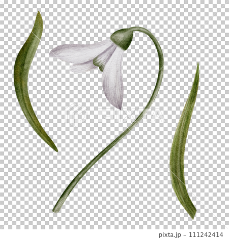 Snowdrop watercolor hand drawn flower and green leaves. Collection of spring flowers Galanthus. Concept spring, primrose, easter, botanical illustration. clipart for cards, textiles, templates Snowdrop watercolor hand drawn flower and green leaves. Collection of spring flowers Galanthus. Concept spring, primrose, easter, botanical illustration. clipart for cards, textiles, templates 111242414
